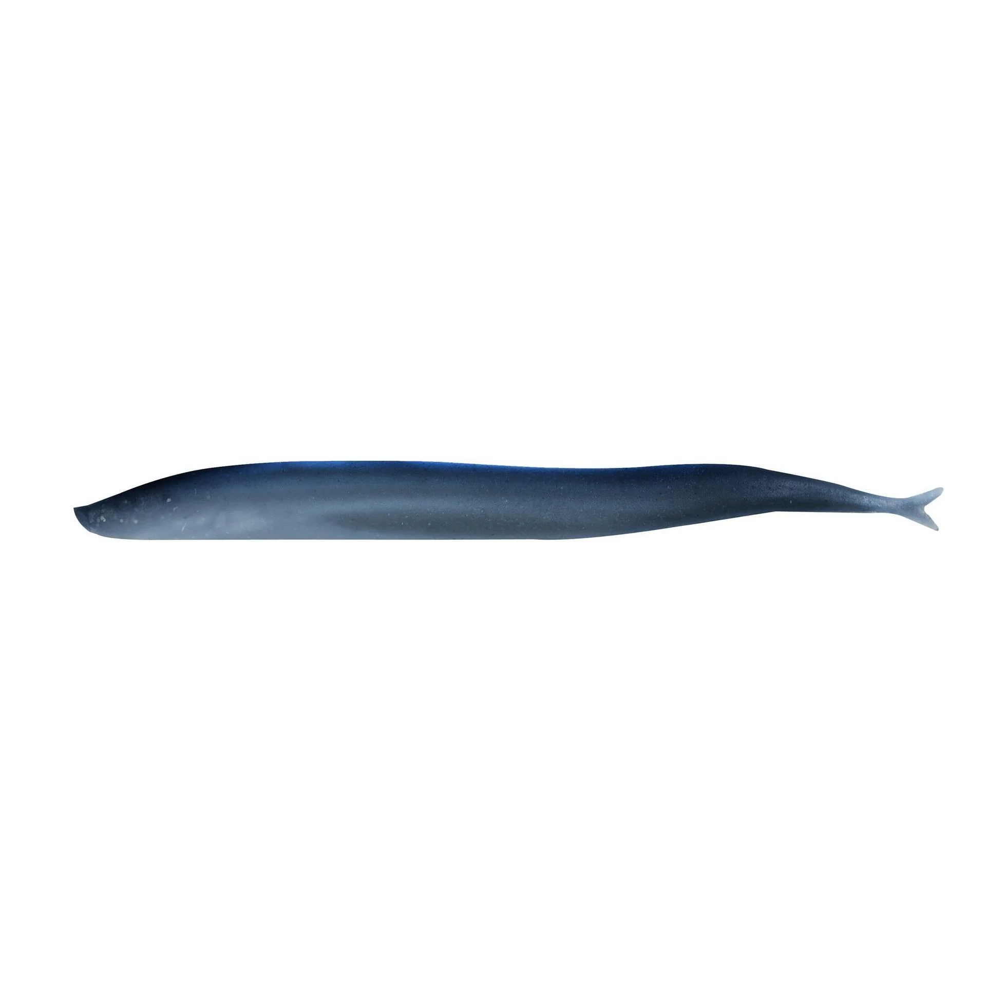 Gulp!? Saltwater Sand Eel